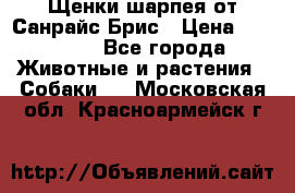 Щенки шарпея от Санрайс Брис › Цена ­ 30 000 - Все города Животные и растения » Собаки   . Московская обл.,Красноармейск г.